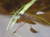 Gerris gibbifer